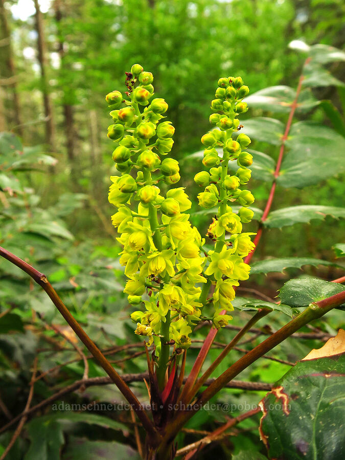 Cascade Oregon-grape flowers (Mahonia nervosa (Berberis nervosa)) [Saddle Mountain, Clatsop County, Oregon]