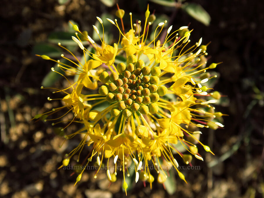 golden bee plant (Cleome platycarpa (Peritoma platycarpa)) [Succor Creek Road, Malheur County, Oregon]