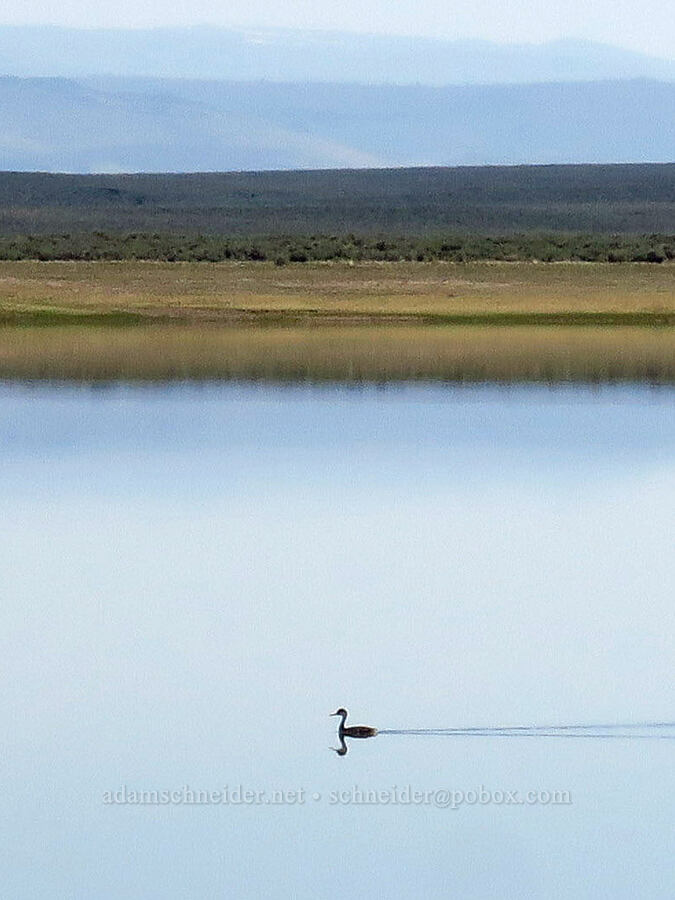 grebe on Antelope Reservoir (Aechmophorus sp.) [Antelope Reservoir, Malheur County, Oregon]
