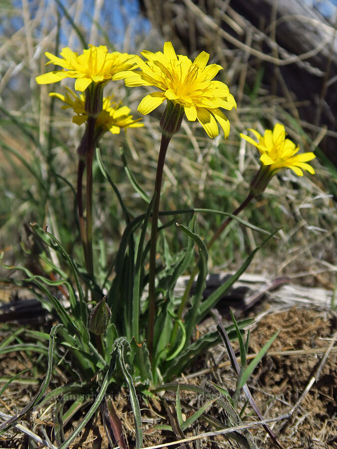 sagebrush false dandelion (Nothocalais troximoides (Microseris troximoides)) [Three Forks Road, Malheur County, Oregon]
