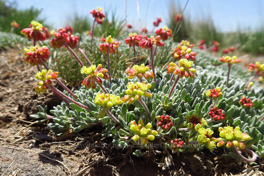 matted buckwheat (Eriogonum caespitosum (Eriogonum cespitosum)) [Three Forks Road, Malheur County, Oregon]