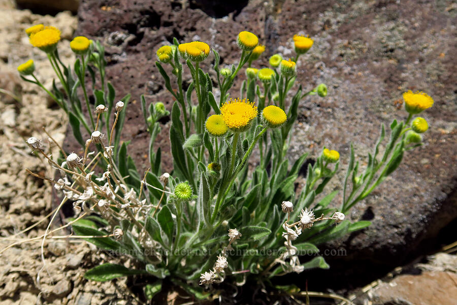 rayless shaggy fleabane (Erigeron aphanactis var. aphanactis) [Three Forks, Malheur County, Oregon]