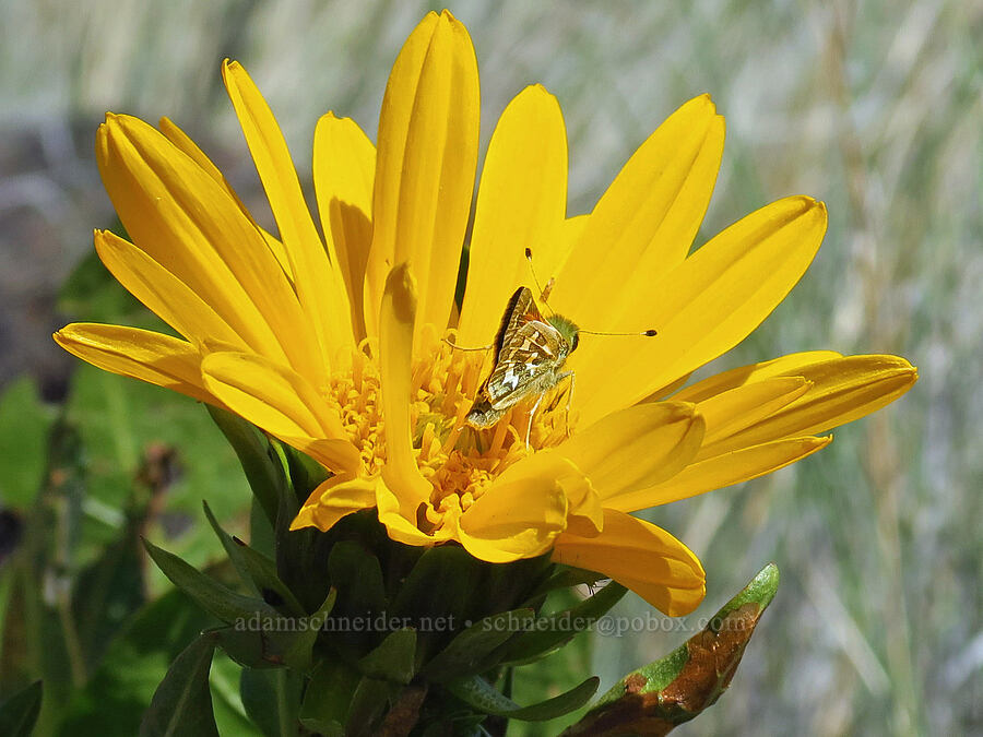 Juba skipper butterfly on mule's ears (Hesperia juba, Wyethia amplexicaulis) [Three Forks, Malheur County, Oregon]