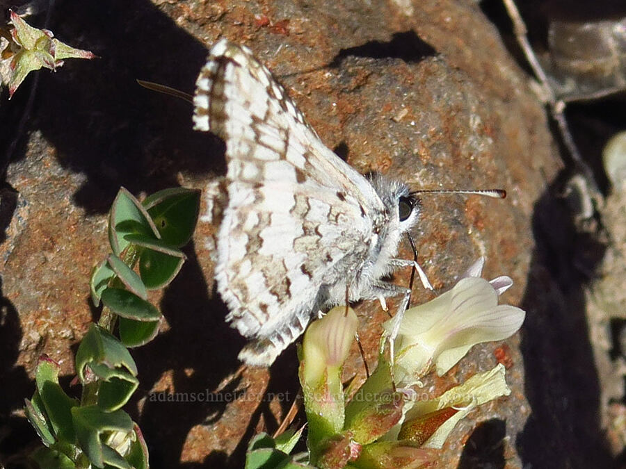 common checkered skipper butterfly (Pyrgus communis (Burnsius communis)) [Three Forks, Malheur County, Oregon]
