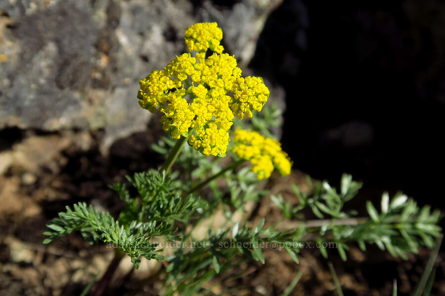 cous biscuitroot (Lomatium cous) [Fenwick Ranch Road, Malheur County, Oregon]