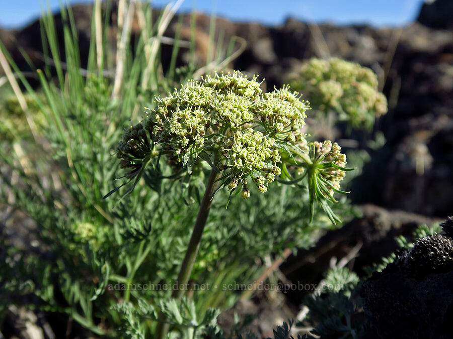 big-seed biscuitroot (Lomatium macrocarpum) [Fenwick Ranch Road, Malheur County, Oregon]