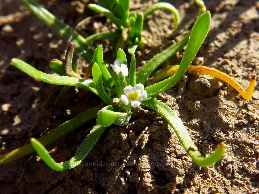 alkali popcorn-flower (Plagiobothrys leptocladus) [Fenwick Ranch Road, Malheur County, Oregon]