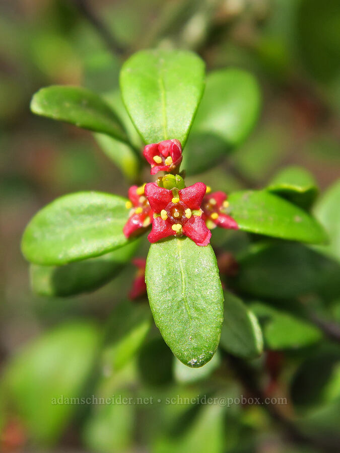 Oregon box-leaf (Paxistima myrsinites) [Clear Creek Overlook, Okanogan-Wenatchee National Forest, Yakima County, Washington]