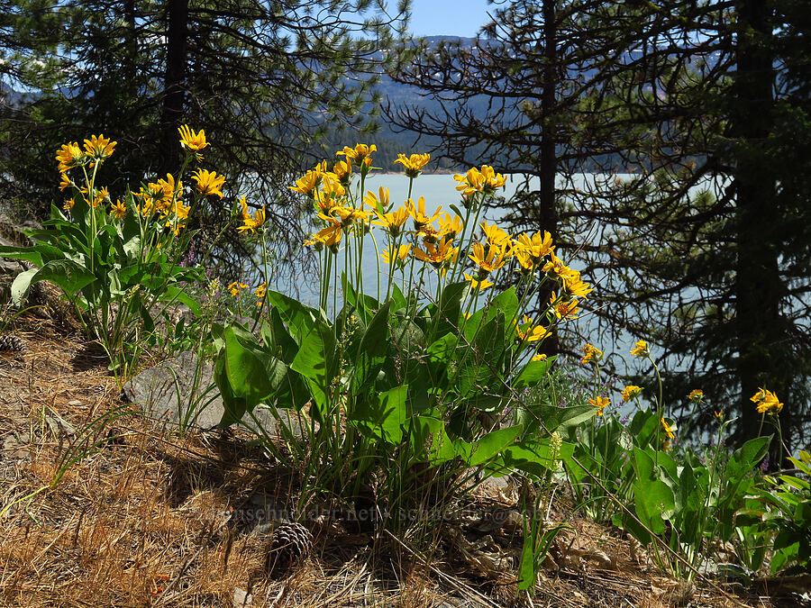balsamroot (Balsamorhiza sp.) [Rimrock Lake, Okanogan-Wenatchee National Forest, Yakima County, Washington]