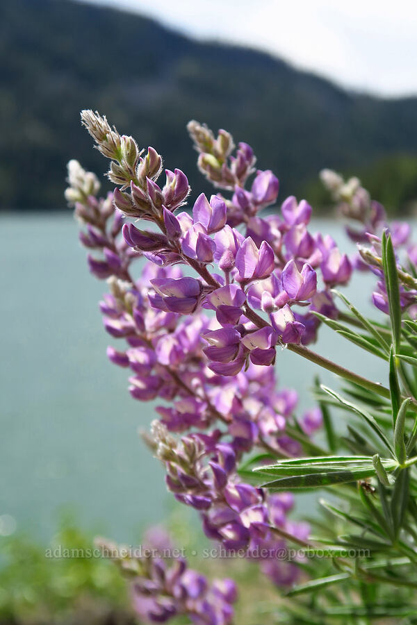 spurred lupines (Lupinus arbustus) [Rimrock Lake, Okanogan-Wenatchee National Forest, Yakima County, Washington]