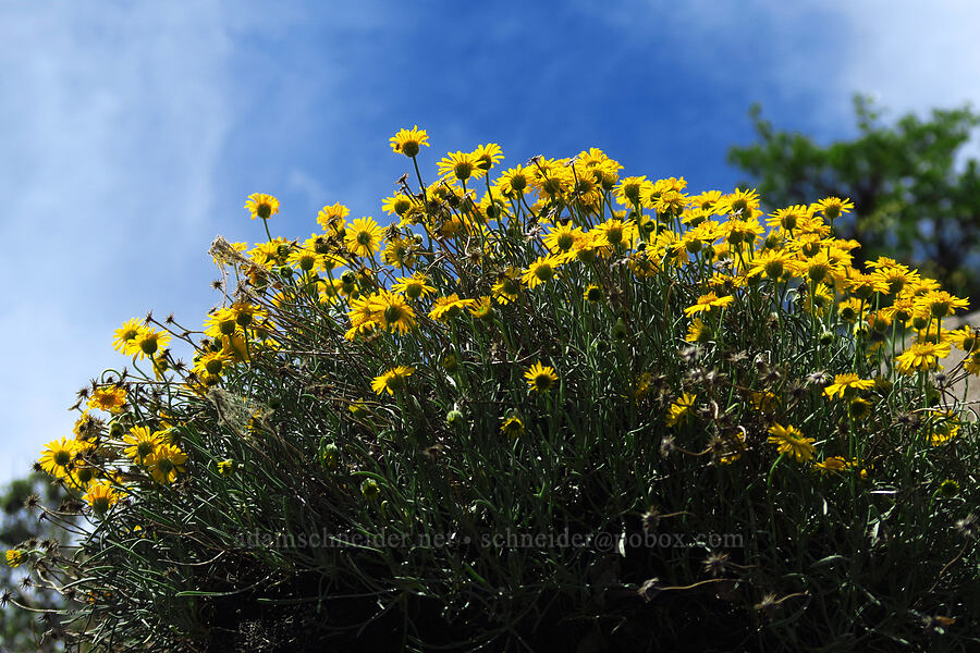 desert yellow fleabane (Erigeron linearis) [U.S. Highway 12, Okanogan-Wenatchee National Forest, Yakima County, Washington]