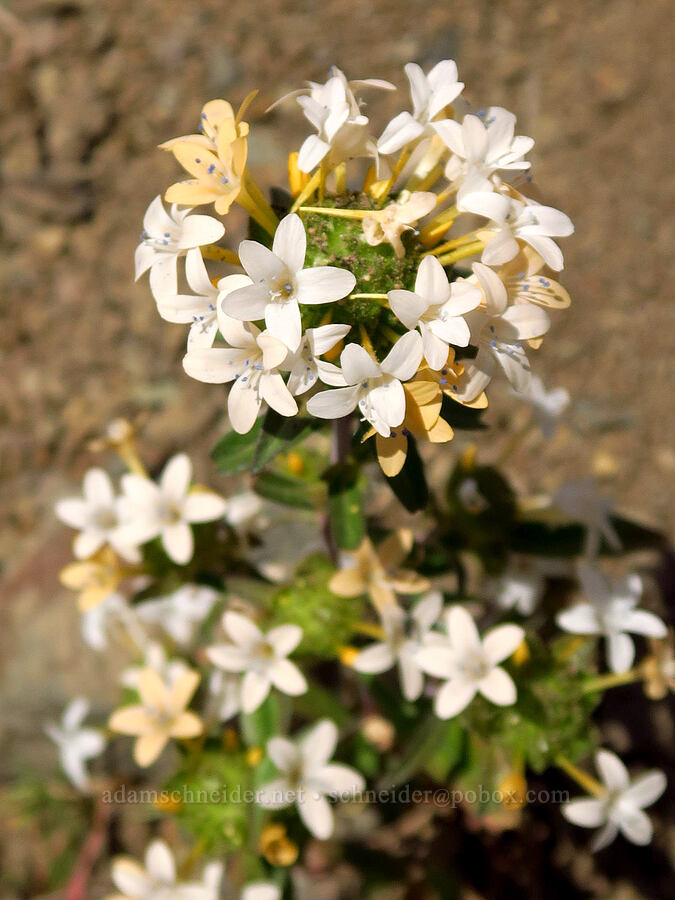 grand collomia (Collomia grandiflora) [U.S. Highway 12, Okanogan-Wenatchee National Forest, Yakima County, Washington]