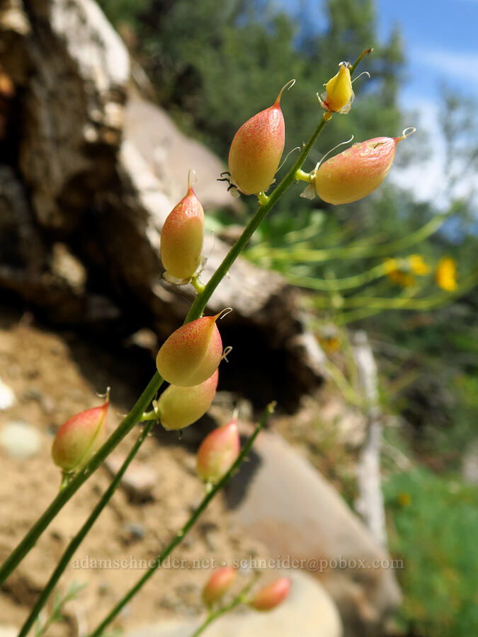 Yakima milk-vetch seed pods (Astragalus reventiformis) [U.S. Highway 12, Okanogan-Wenatchee National Forest, Yakima County, Washington]