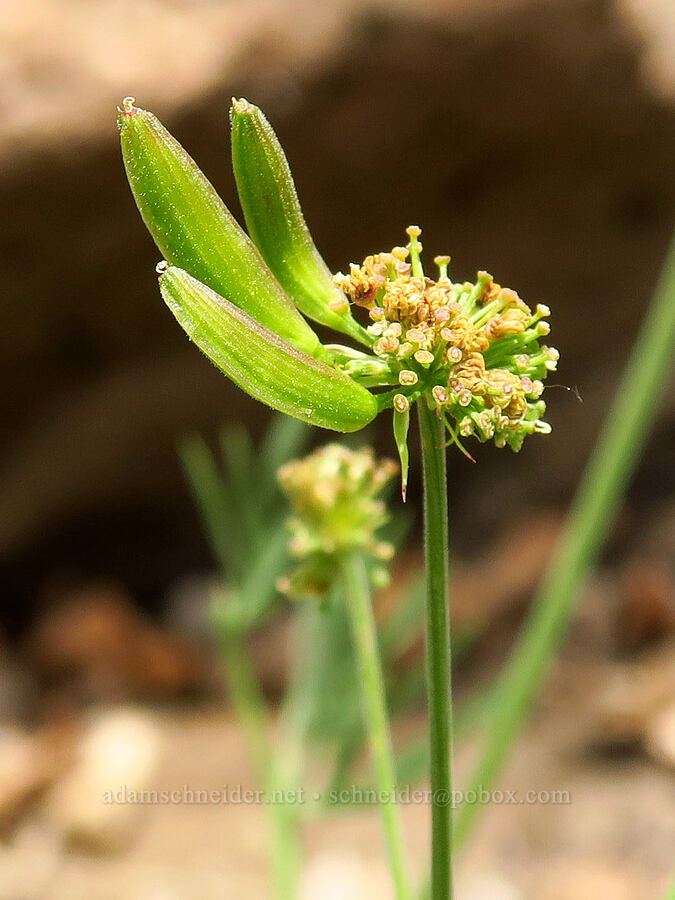 nine-leaf desert parsley, going to seed (Lomatium brevifolium (Lomatium triternatum var. brevifolium)) [U.S. Highway 12, Okanogan-Wenatchee National Forest, Yakima County, Washington]
