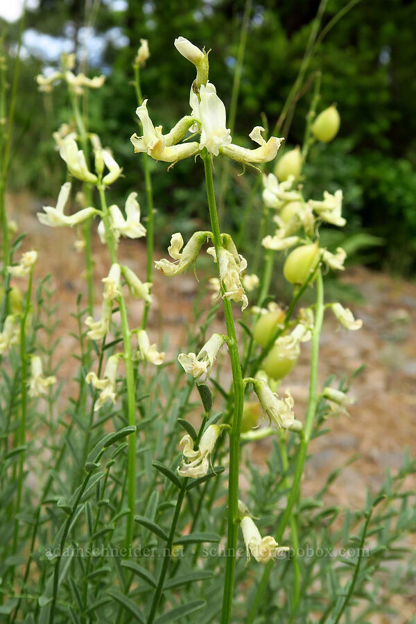 Yakima milk-vetch flowers (Astragalus reventiformis) [Bear Canyon Trail, Oak Creek Wildlife Area, Yakima County, Washington]