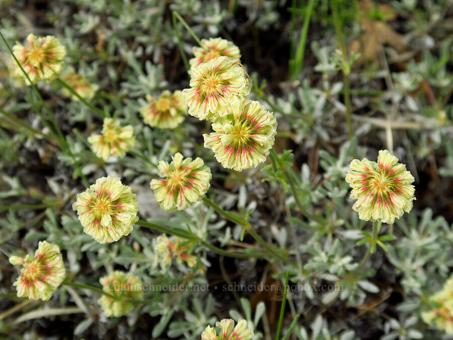 Douglas' buckwheat (Eriogonum douglasii var. douglasii) [Bear Canyon Trail, Oak Creek Wildlife Area, Yakima County, Washington]