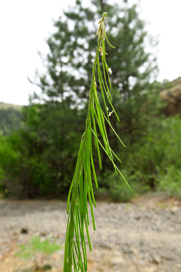 reflexed rock-cress (Boechera retrofracta (Arabis holboellii var. retrofracta)) [Bear Canyon Trail, Oak Creek Wildlife Area, Yakima County, Washington]