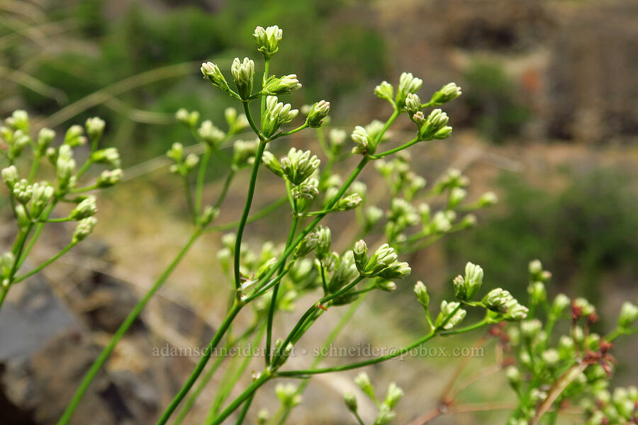 bare-stem buckwheat (Eriogonum nudum) [Bear Canyon, Okanogan-Wenatchee National Forest, Yakima County, Washington]