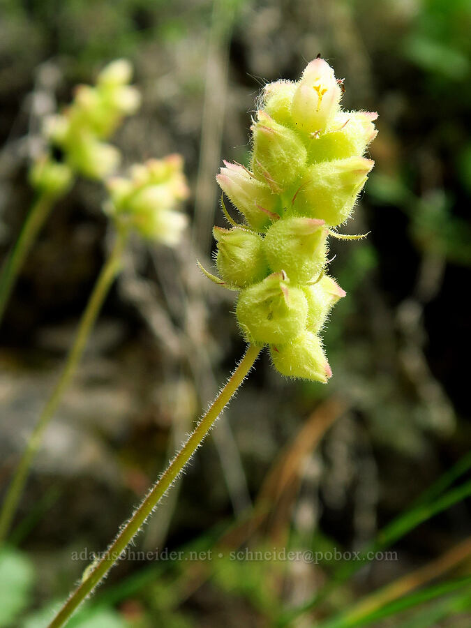 round-leaf alumroot (Heuchera cylindrica) [Bear Canyon, Okanogan-Wenatchee National Forest, Yakima County, Washington]