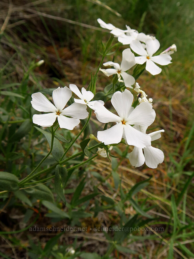 showy phlox, smelly white version (Phlox speciosa) [Bear Canyon, Okanogan-Wenatchee National Forest, Yakima County, Washington]