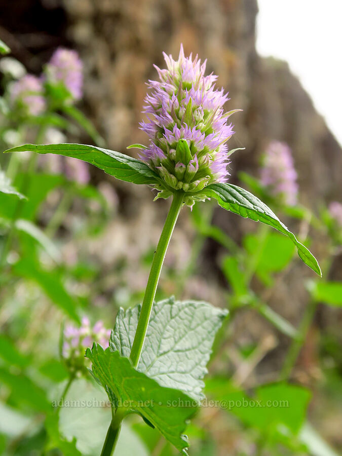 horse-mint (Agastache urticifolia) [Bear Canyon, Okanogan-Wenatchee National Forest, Yakima County, Washington]