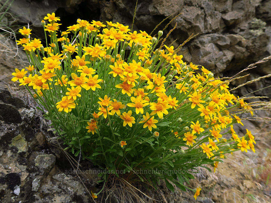 Oregon sunshine (Eriophyllum lanatum) [Bear Canyon, Okanogan-Wenatchee National Forest, Yakima County, Washington]