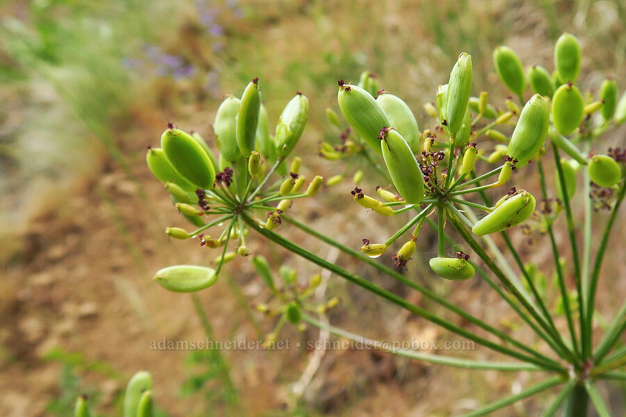 fern-leaf desert parsley seeds (Lomatium multifidum (Lomatium dissectum var. multifidum)) [Bear Canyon, Okanogan-Wenatchee National Forest, Yakima County, Washington]