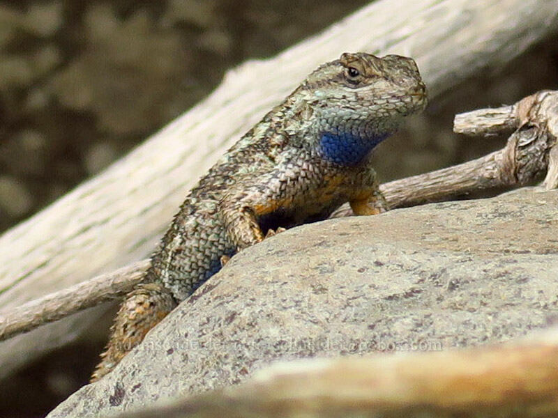 northwestern fence lizard (Sceloporus occidentalis occidentalis) [Bear Canyon, Oak Creek Wildlife Area, Yakima County, Washington]