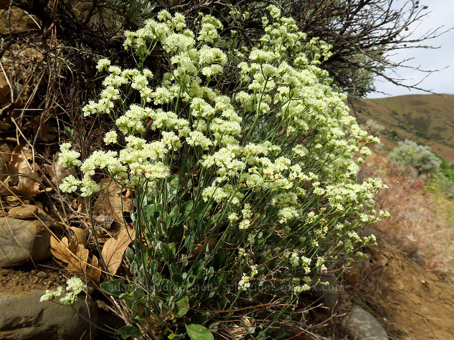 strict buckwheat (Eriogonum strictum var. proliferum) [U.S. Highway 12, Oak Creek Wildlife Area, Yakima County, Washington]