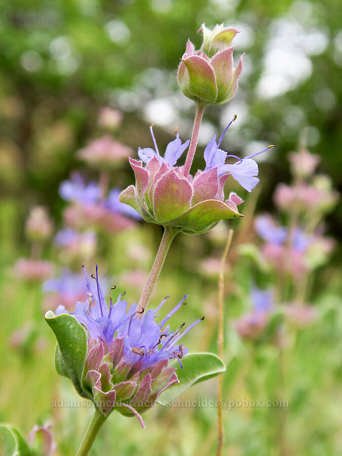 purple sage (Salvia dorrii) [Oak Creek Road, Oak Creek Wildlife Area, Yakima County, Washington]