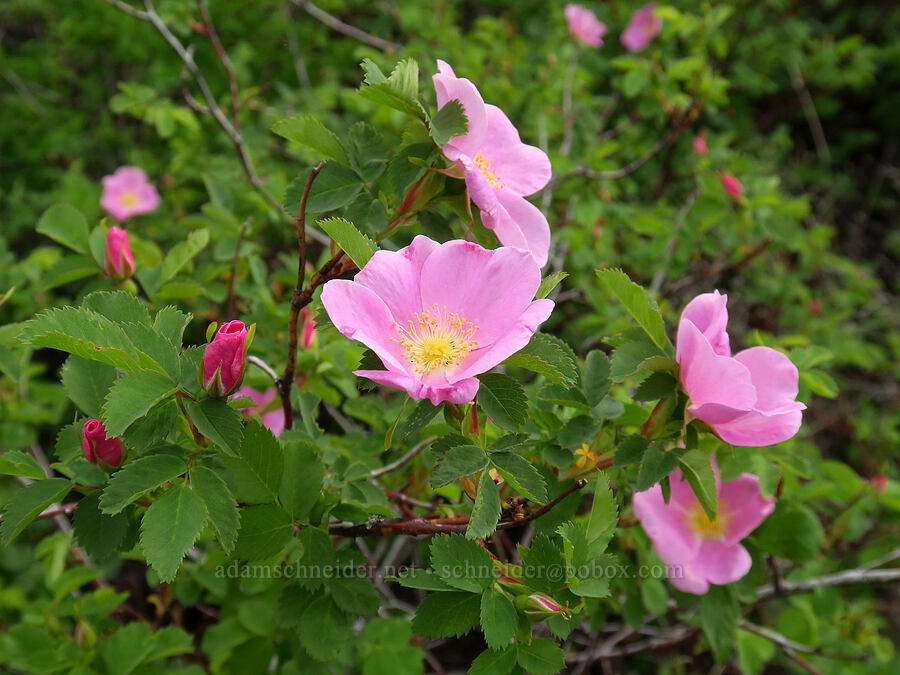 wild roses (Rosa sp.) [Oak Creek Road, Oak Creek Wildlife Area, Yakima County, Washington]