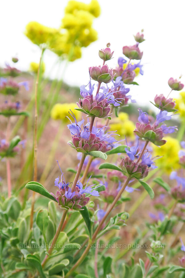 purple sage (Salvia dorrii) [Pine Tree Canyon, Oak Creek Wildlife Area, Yakima County, Washington]