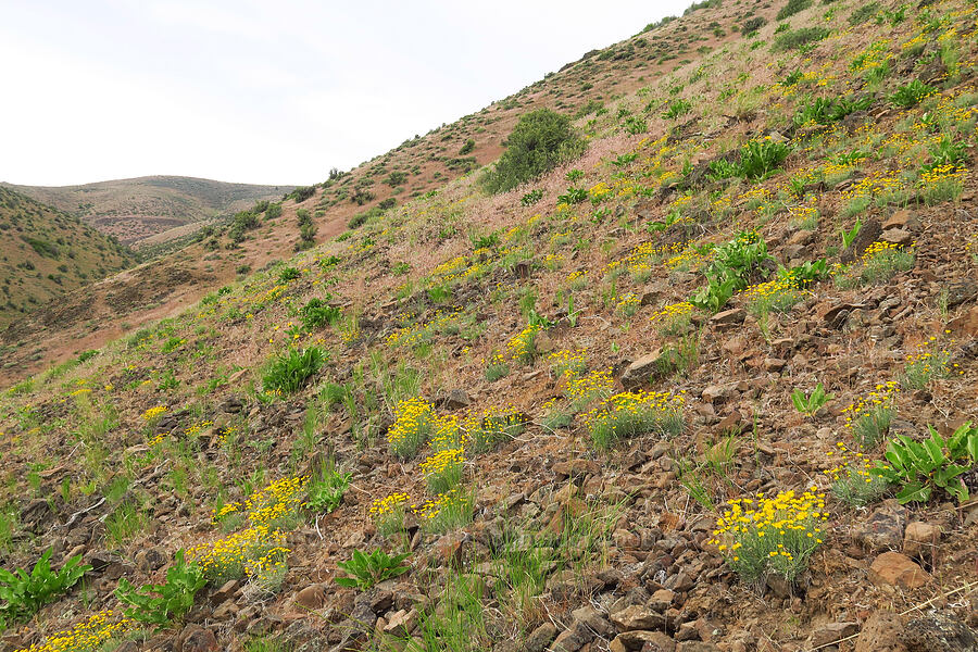 desert yellow fleabane (Erigeron linearis) [Pine Tree Canyon, Oak Creek Wildlife Area, Yakima County, Washington]