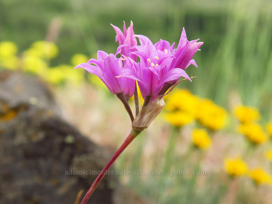 taper-tip onion (Allium acuminatum) [Pine Tree Canyon, Oak Creek Wildlife Area, Yakima County, Washington]