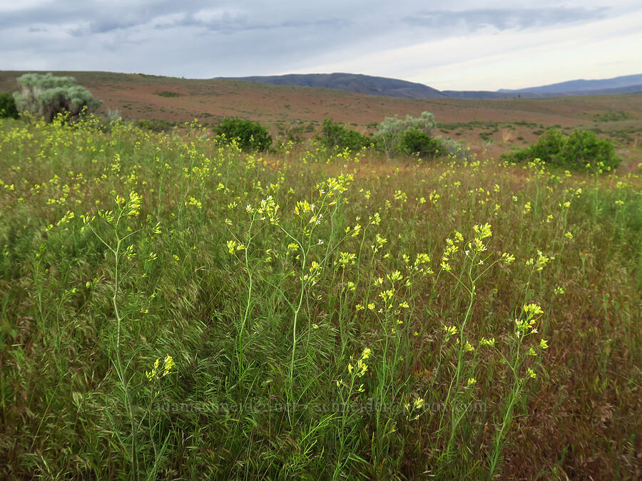 tansy mustard (Descurainia sp.) [between Pine Tree & Clint Canyons, Oak Creek Wildlife Area, Yakima County, Washington]
