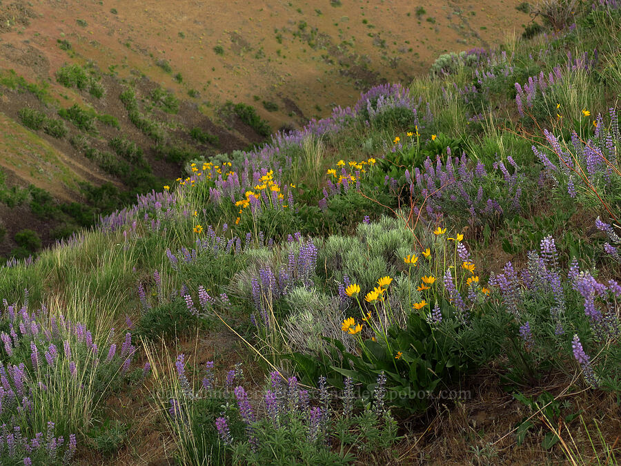 balsamroot & lupines (Balsamorhiza sp., Lupinus sp.) [Clint Canyon, Oak Creek Wildlife Area, Yakima County, Washington]