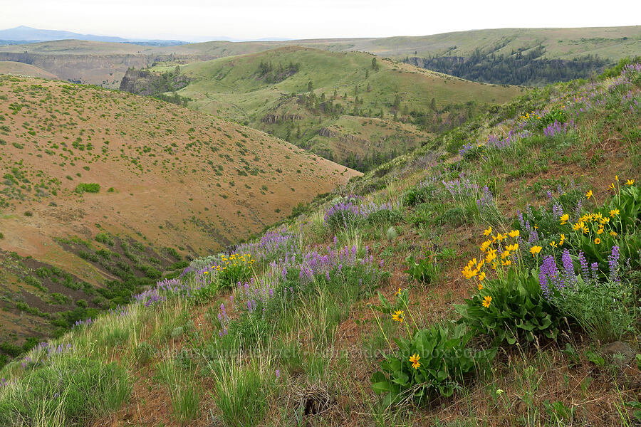 balsamroot & lupines (Balsamorhiza sp., Lupinus sp.) [Clint Canyon, Oak Creek Wildlife Area, Yakima County, Washington]
