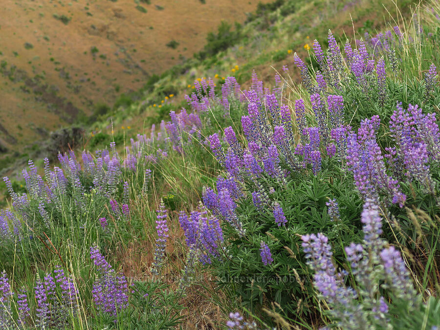 lupines (Lupinus sp.) [Clint Canyon, Oak Creek Wildlife Area, Yakima County, Washington]