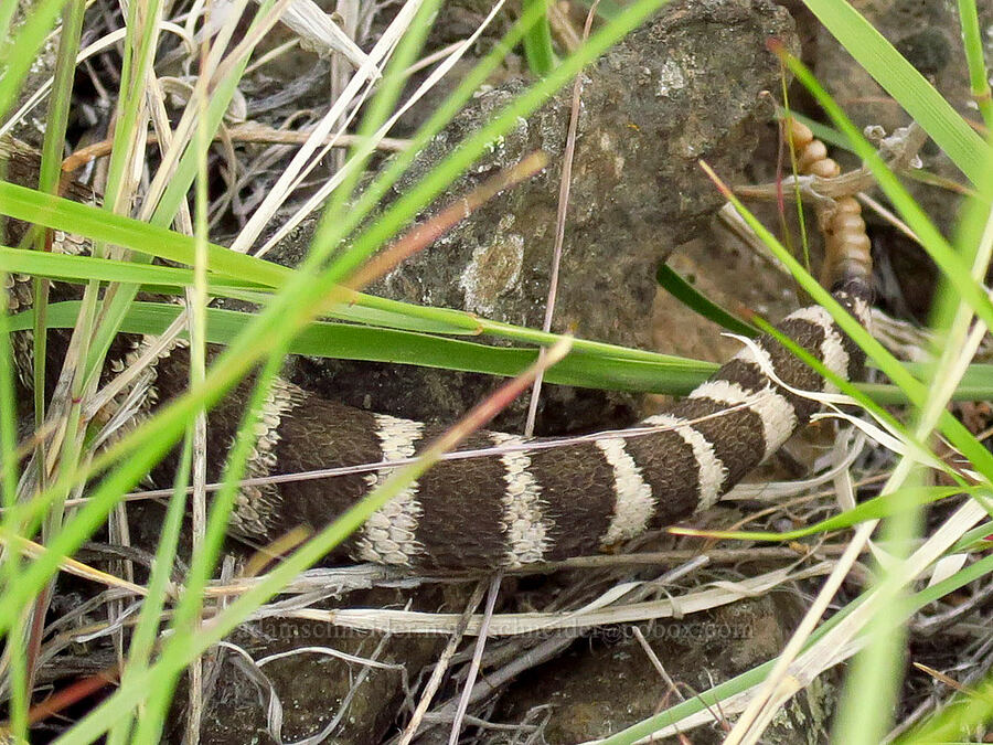 the tail end (literally) of a rattlesnake (Crotalus oreganus oreganus) [Clint Canyon, Oak Creek Wildlife Area, Yakima County, Washington]