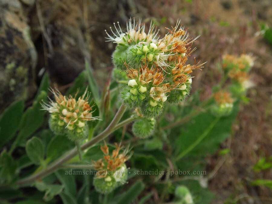 silver-leaf phacelia (Phacelia hastata) [Clint Canyon, Oak Creek Wildlife Area, Yakima County, Washington]