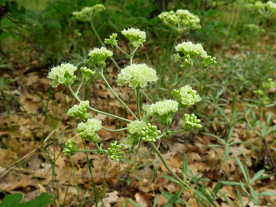 parsnip-flower buckwheat (Eriogonum heracleoides) [Oak Creek Road, Oak Creek Wildlife Area, Yakima County, Washington]