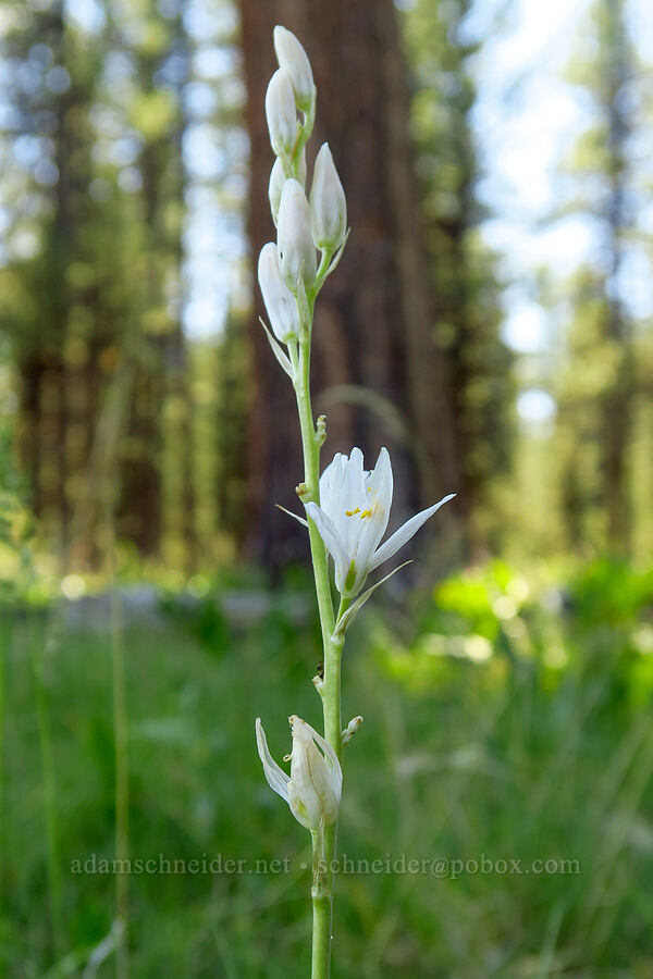 white camas (Camassia quamash) [Forest Road 4210, Ochoco National Forest, Crook County, Oregon]