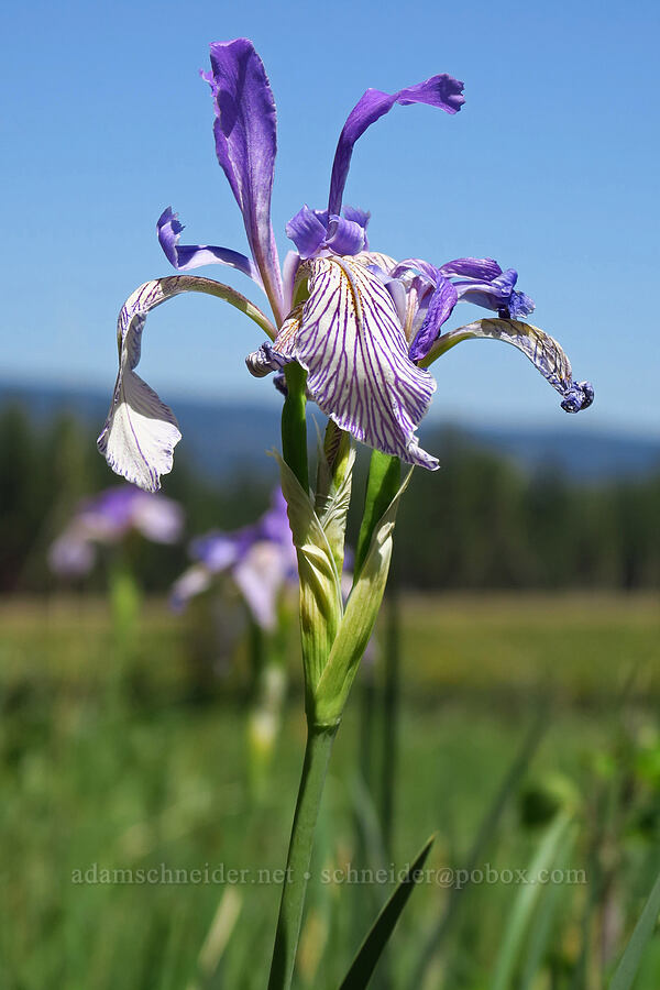 western blue flag iris (Iris missouriensis) [Forest Road 4210, Ochoco National Forest, Crook County, Oregon]