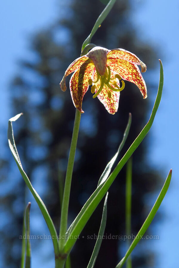 spotted mountain-bells (Fritillaria atropurpurea) [Forest Road 4210, Ochoco National Forest, Crook County, Oregon]