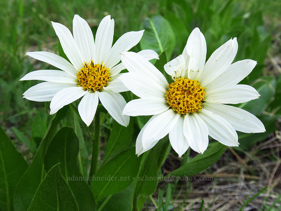 white mule's-ears (Wyethia helianthoides) [Forest Road 4210, Ochoco National Forest, Crook County, Oregon]