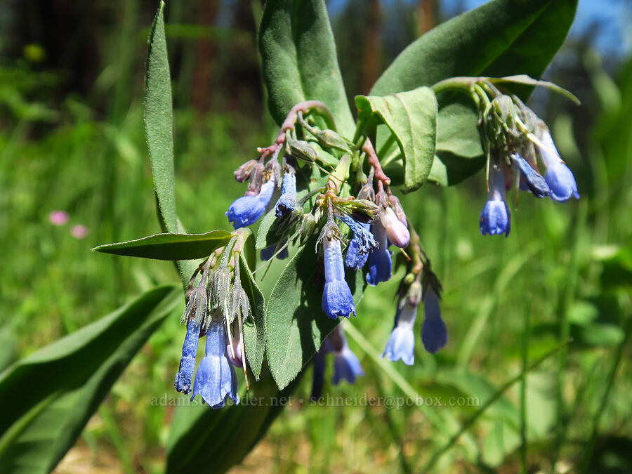 sagebrush bluebells (Mertensia oblongifolia) [Forest Road 4210, Ochoco National Forest, Crook County, Oregon]