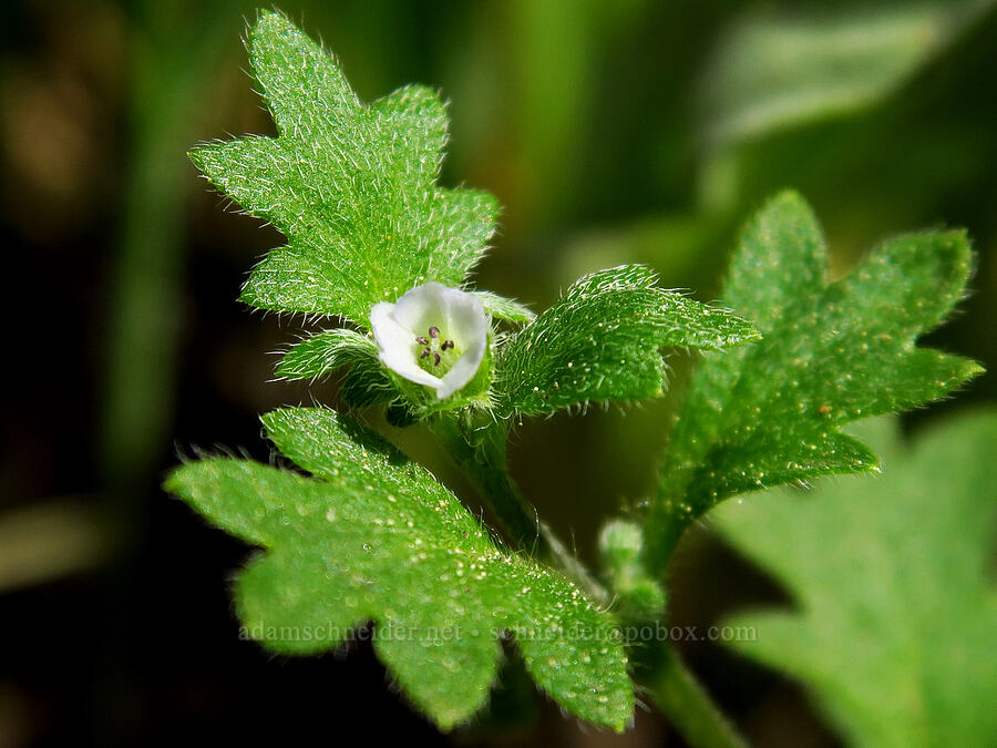 small-flowered nemophila (Nemophila parviflora) [Forest Road 4210, Ochoco National Forest, Crook County, Oregon]