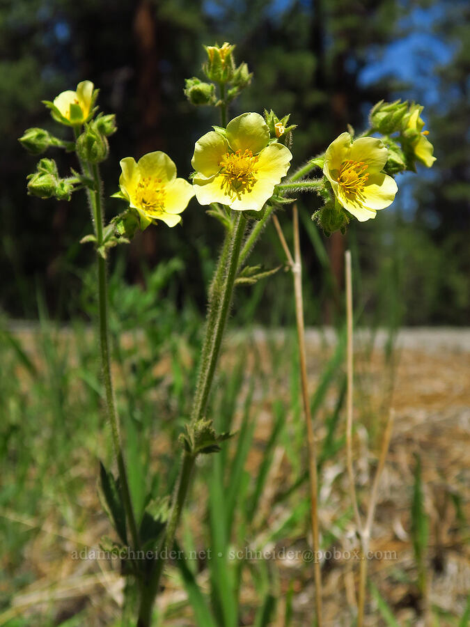 Austin's wood-beauty (sticky cinquefoil) (Drymocallis lactea var. austiniae (Potentilla glandulosa var. austiniae)) [Forest Road 4210, Ochoco National Forest, Crook County, Oregon]