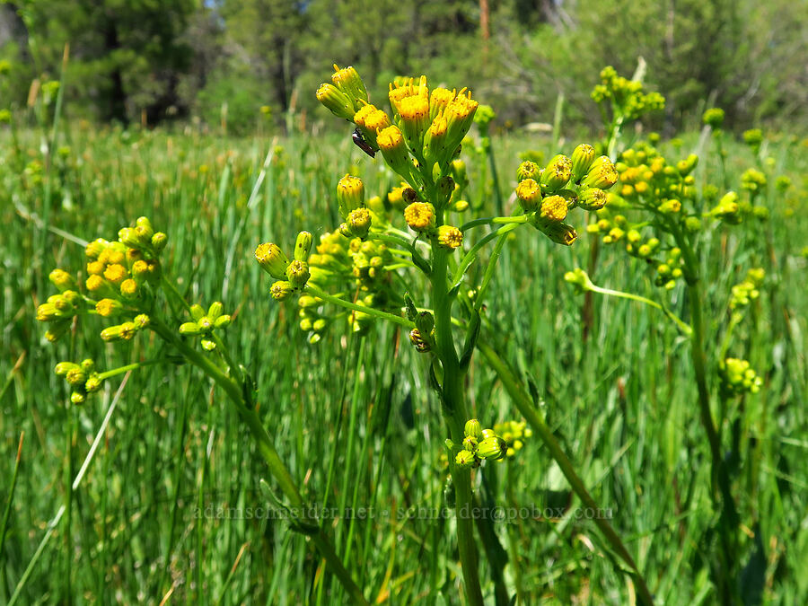 water groundsel (alkali marsh butterweed) (Senecio hydrophilus) [Forest Road 4200-308, Ochoco National Forest, Crook County, Oregon]
