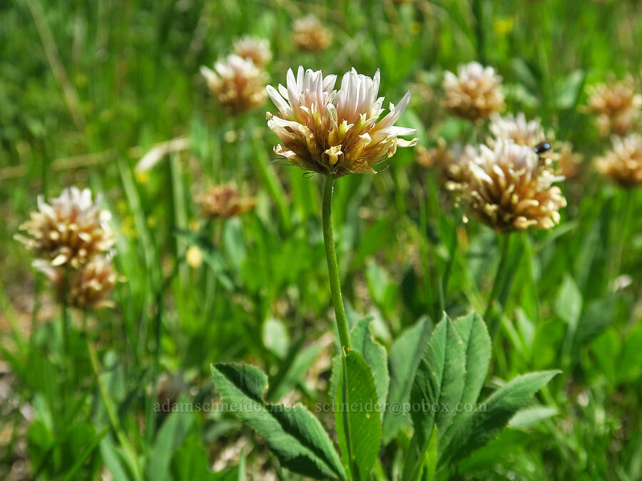 long-stalk clover (Trifolium longipes) [Forest Road 4200-308, Ochoco National Forest, Crook County, Oregon]